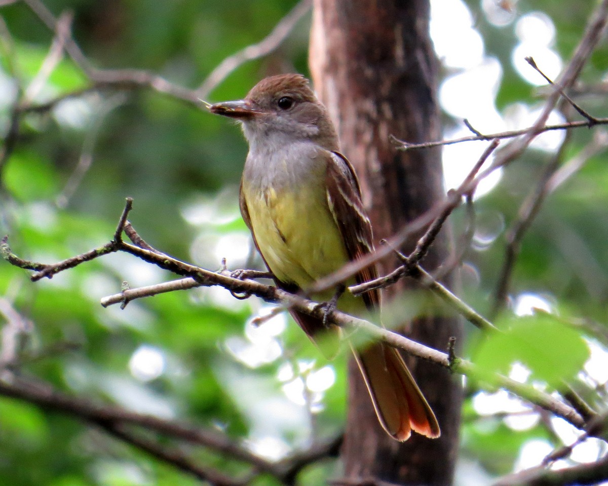 Great Crested Flycatcher - ML620709141