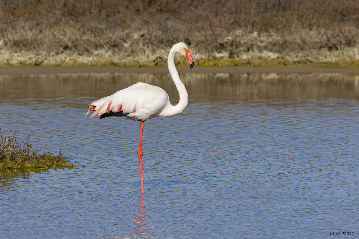 Flamant rose - ML620709142