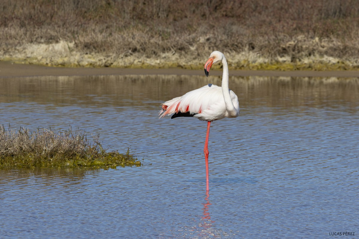 Flamant rose - ML620709143