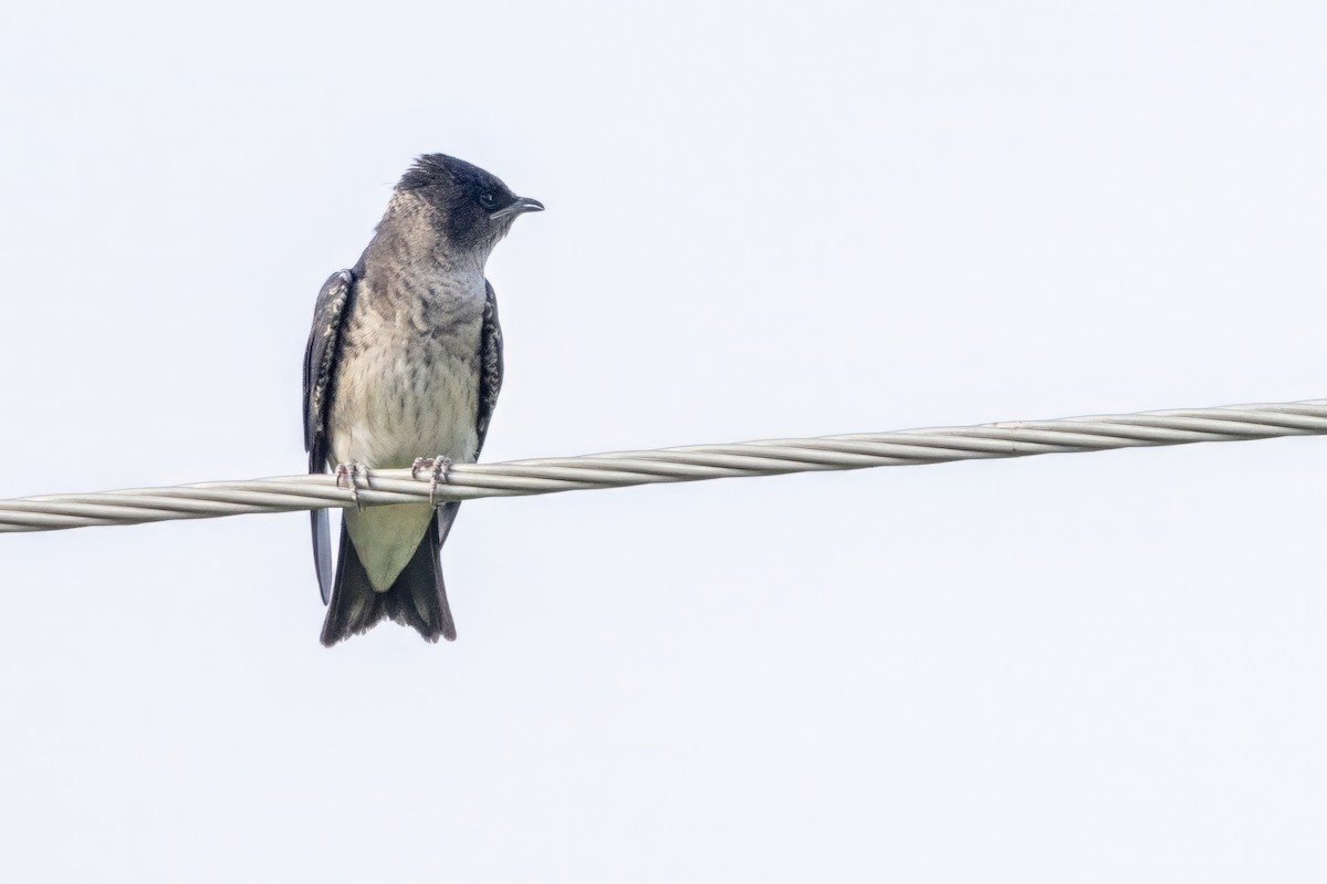 Purple Martin - ML620709144