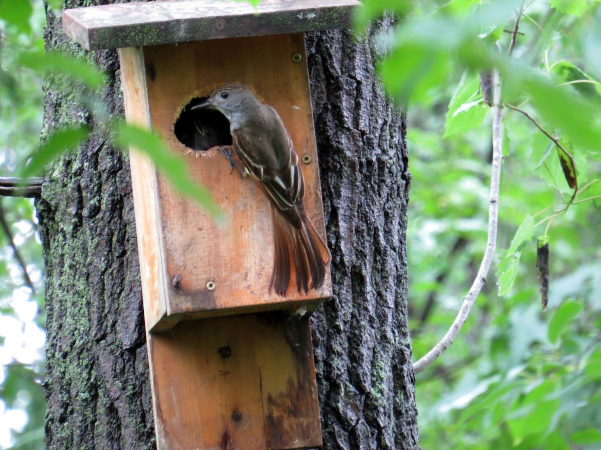 Great Crested Flycatcher - ML620709145