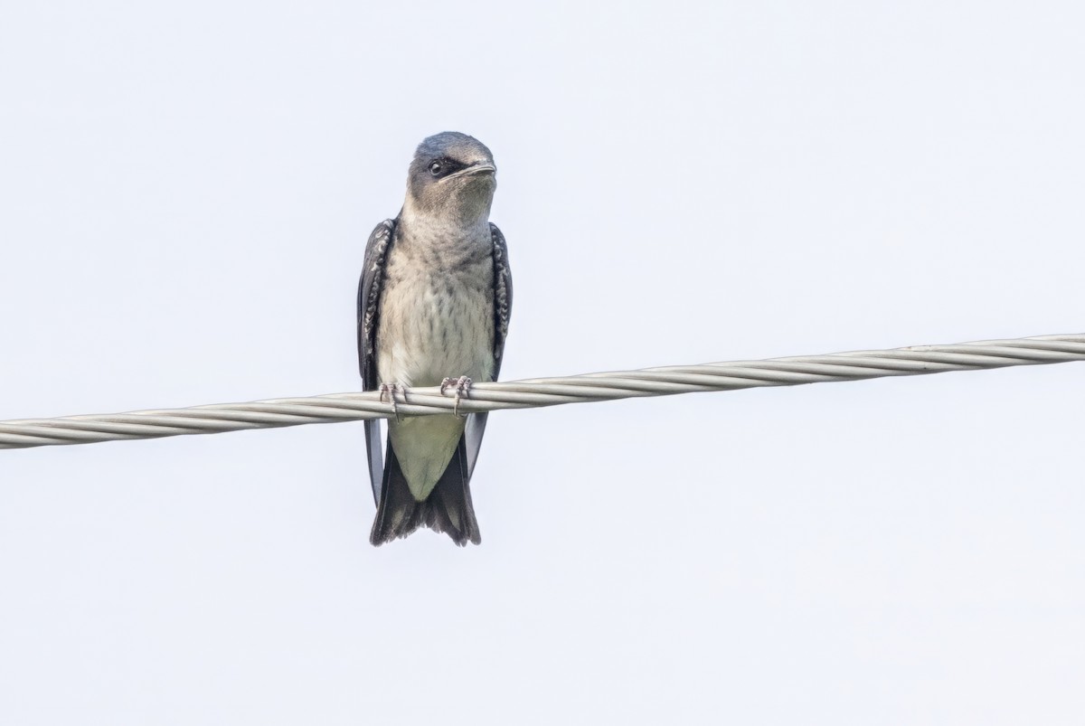 Purple Martin - ML620709147