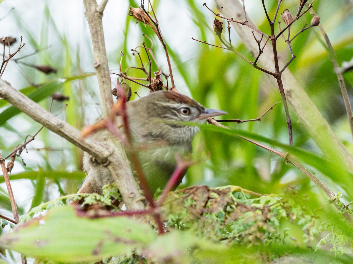 Streak-capped Spinetail - ML620709148