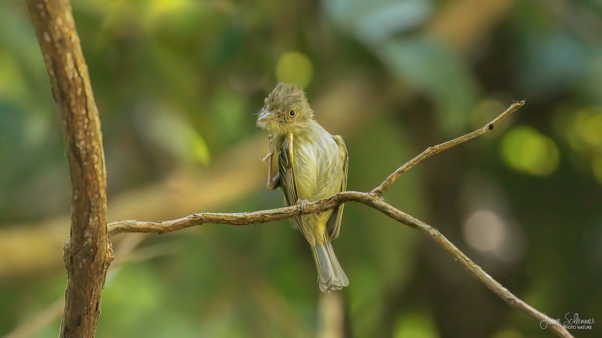 Snethlage's Tody-Tyrant - ML620709150