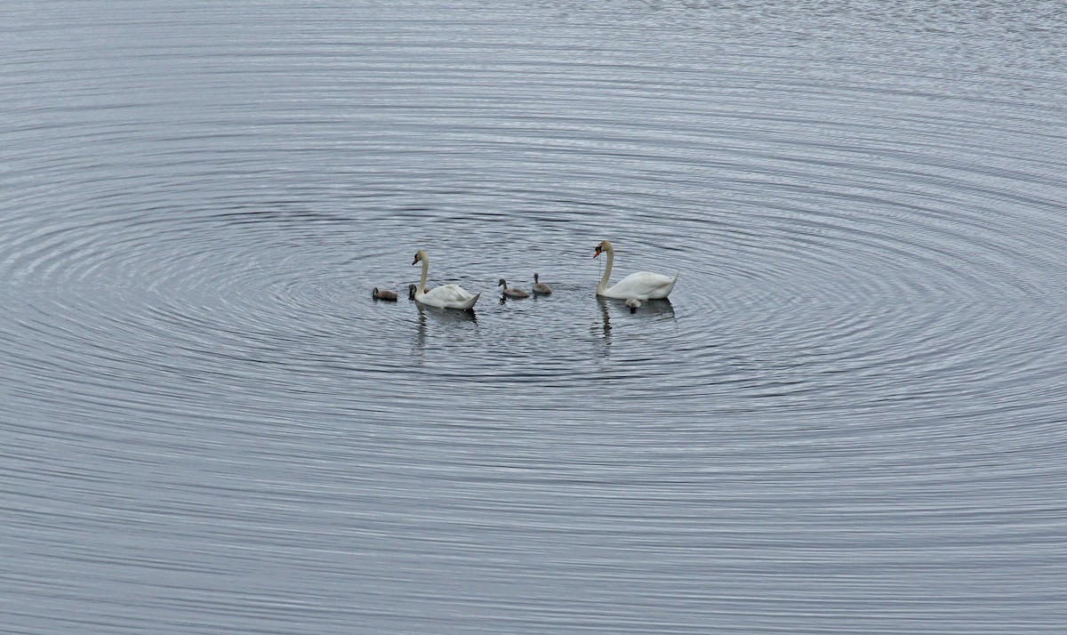 Mute Swan - Andrew Steele