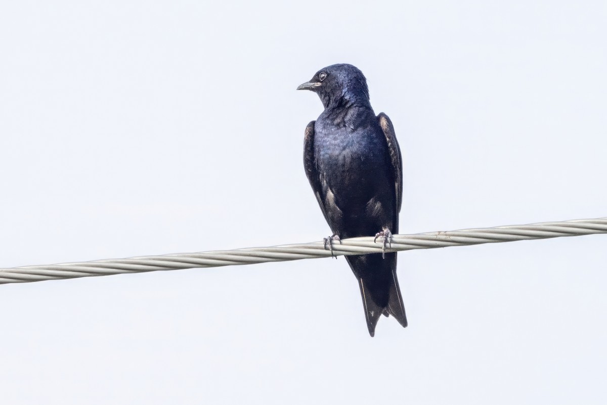 Purple Martin - ML620709153