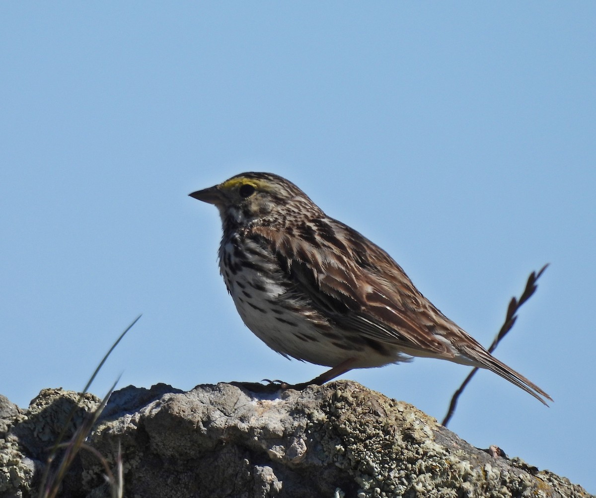 Savannah Sparrow (Savannah) - ML620709154