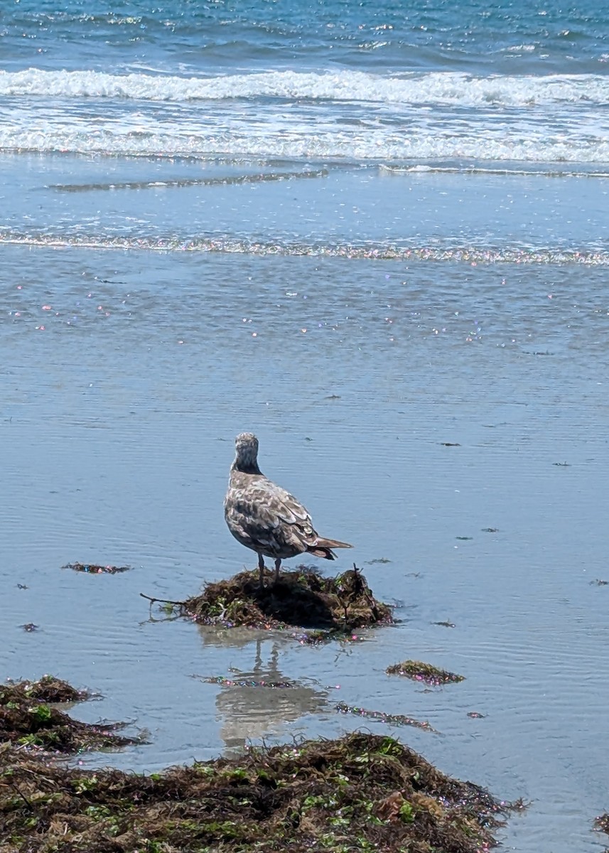 Herring Gull - ML620709157