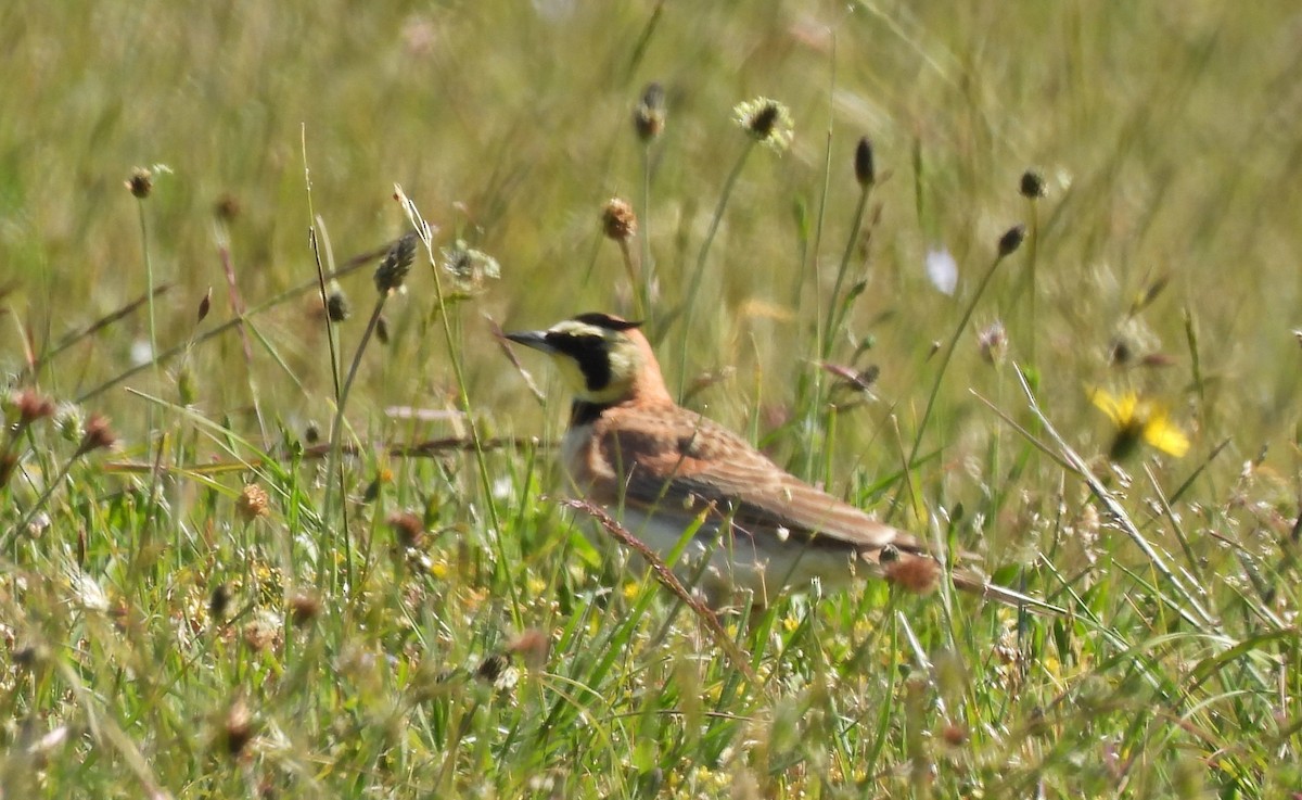 Horned Lark - ML620709158