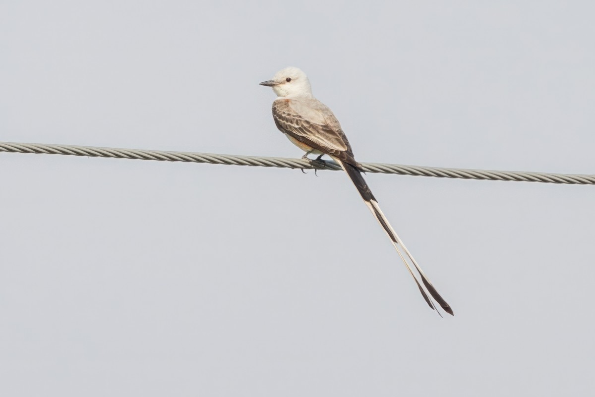 Scissor-tailed Flycatcher - ML620709164