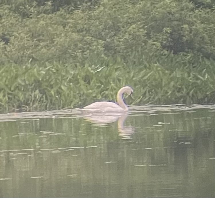 Mute Swan - ML620709165