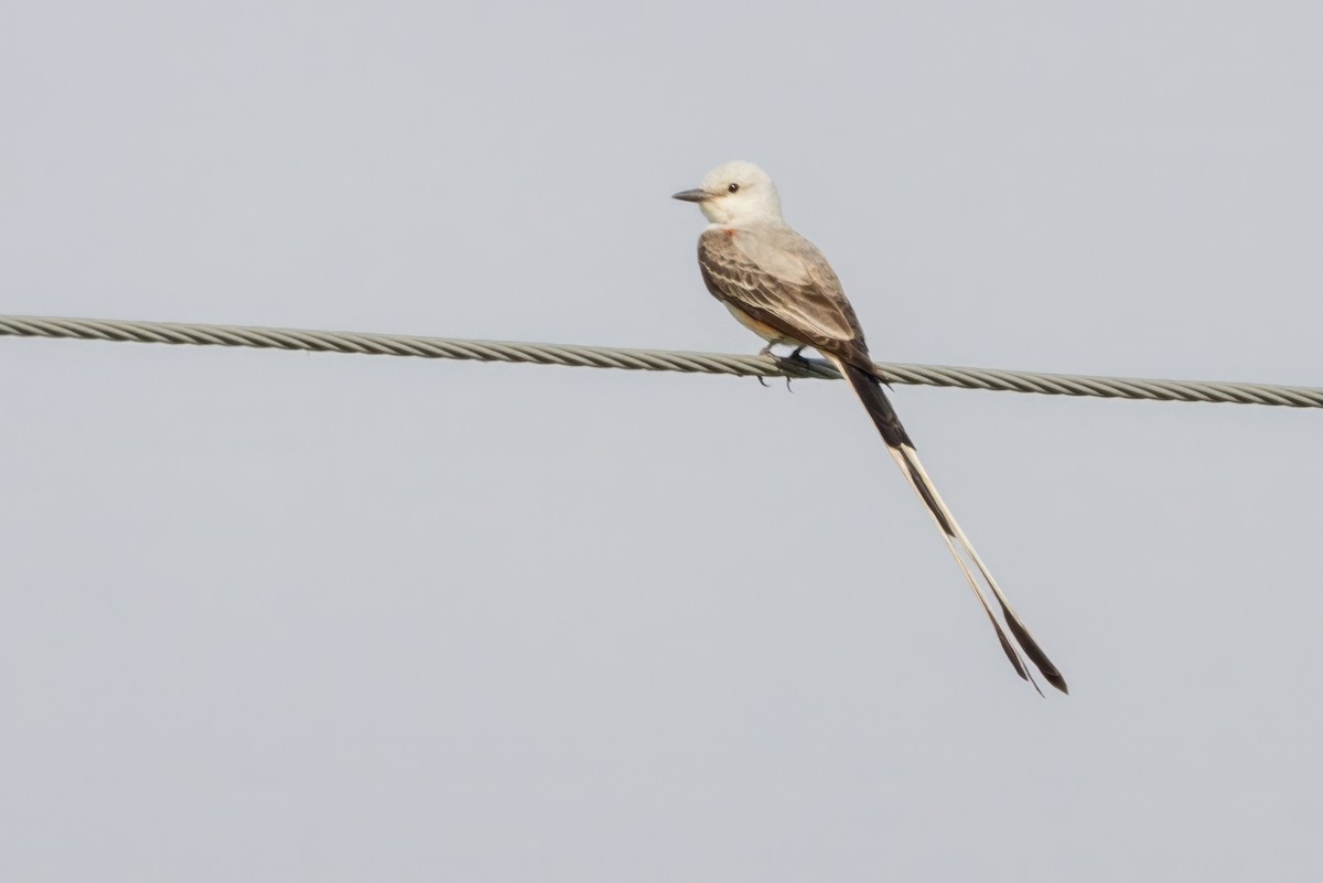 Scissor-tailed Flycatcher - ML620709166