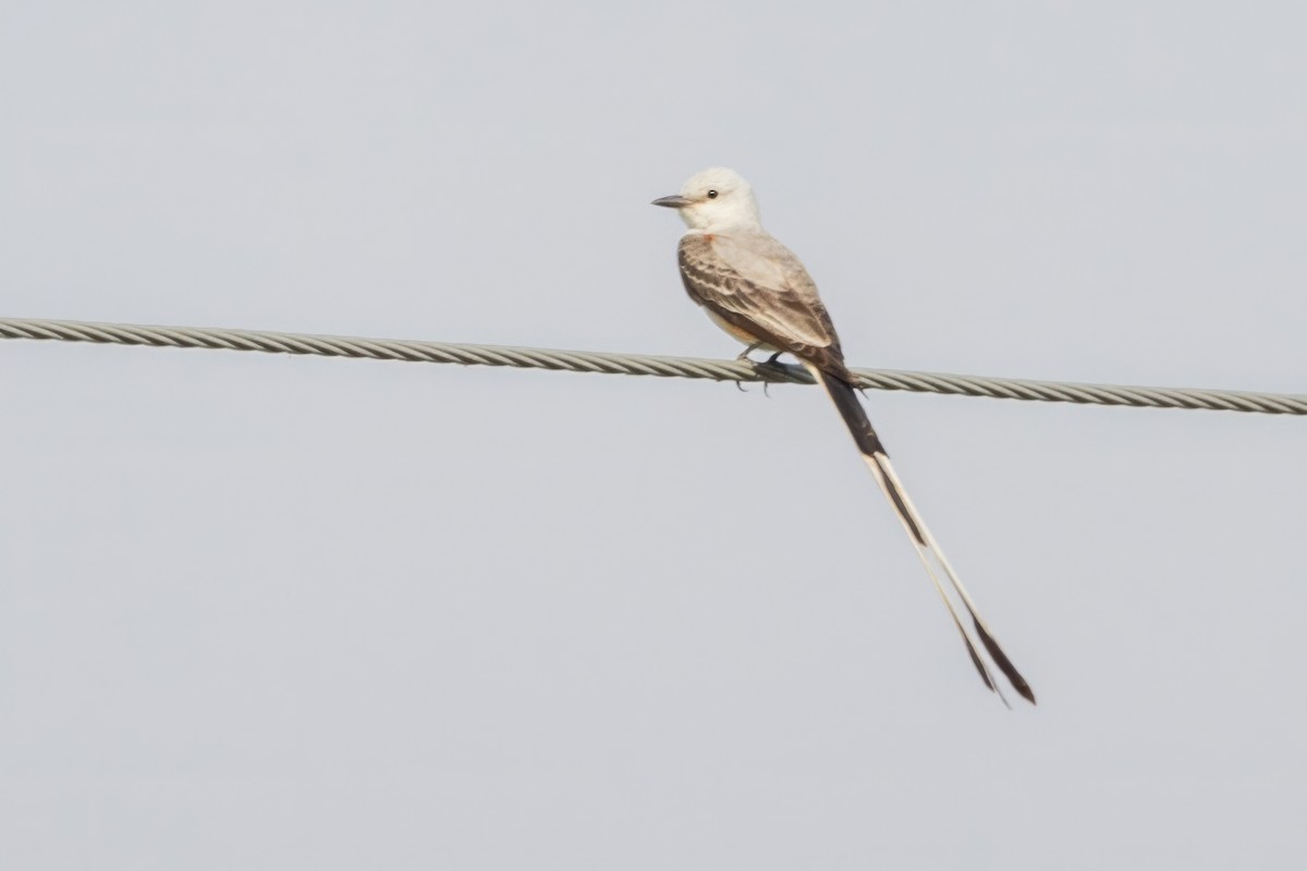 Scissor-tailed Flycatcher - ML620709167