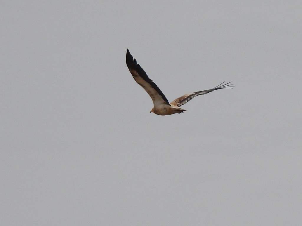 Egyptian Vulture - ML620709169