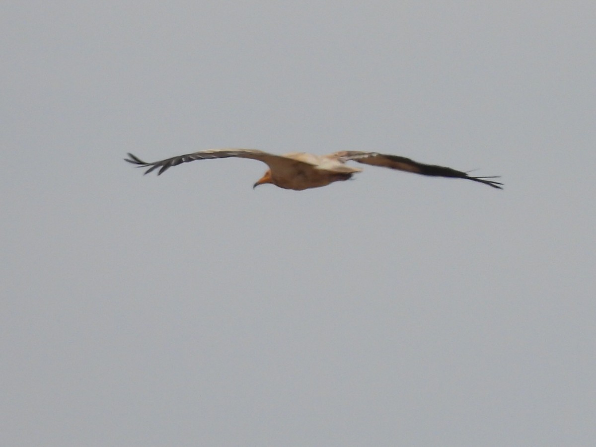 Egyptian Vulture - ML620709170