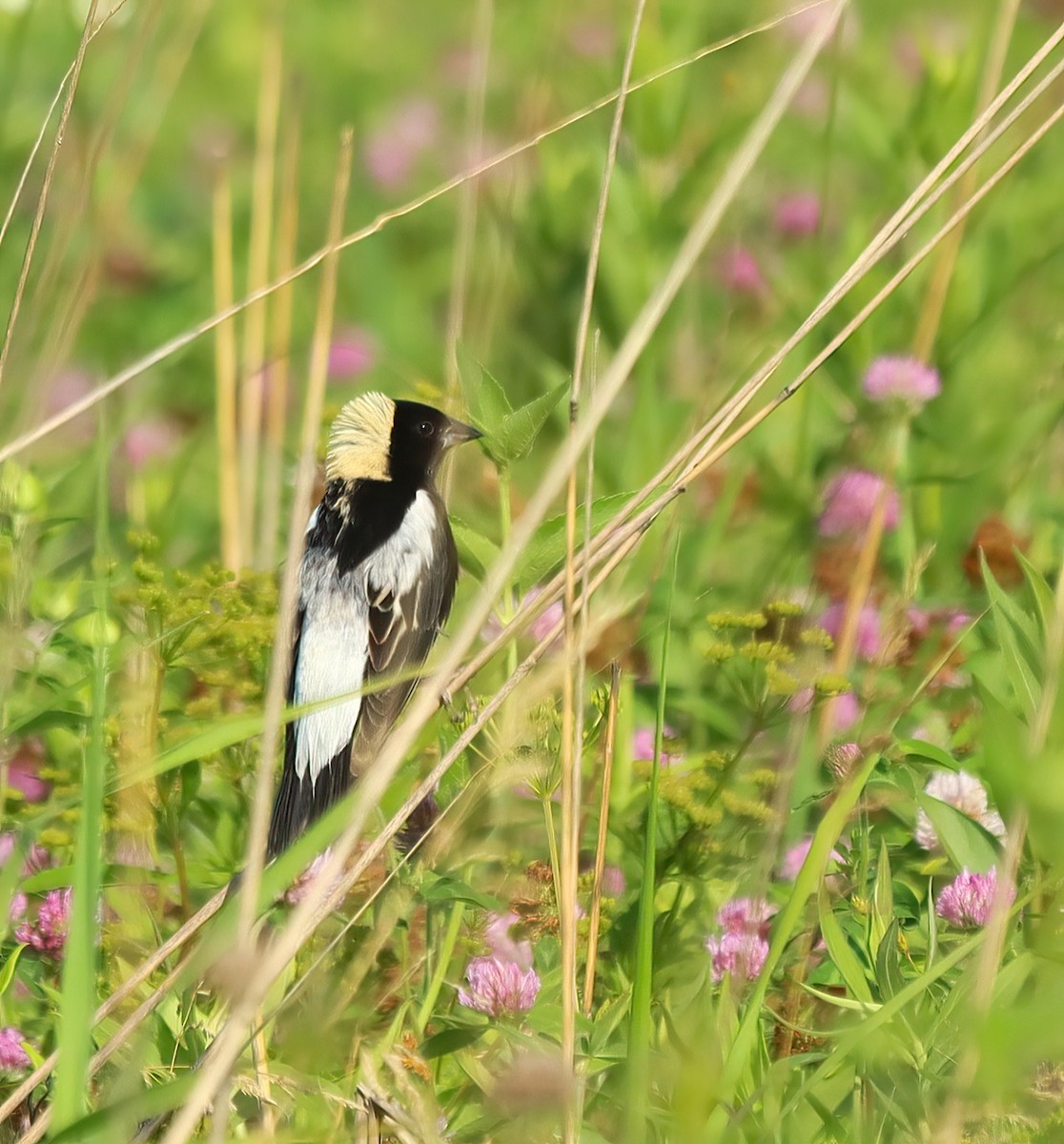 bobolink americký - ML620709172