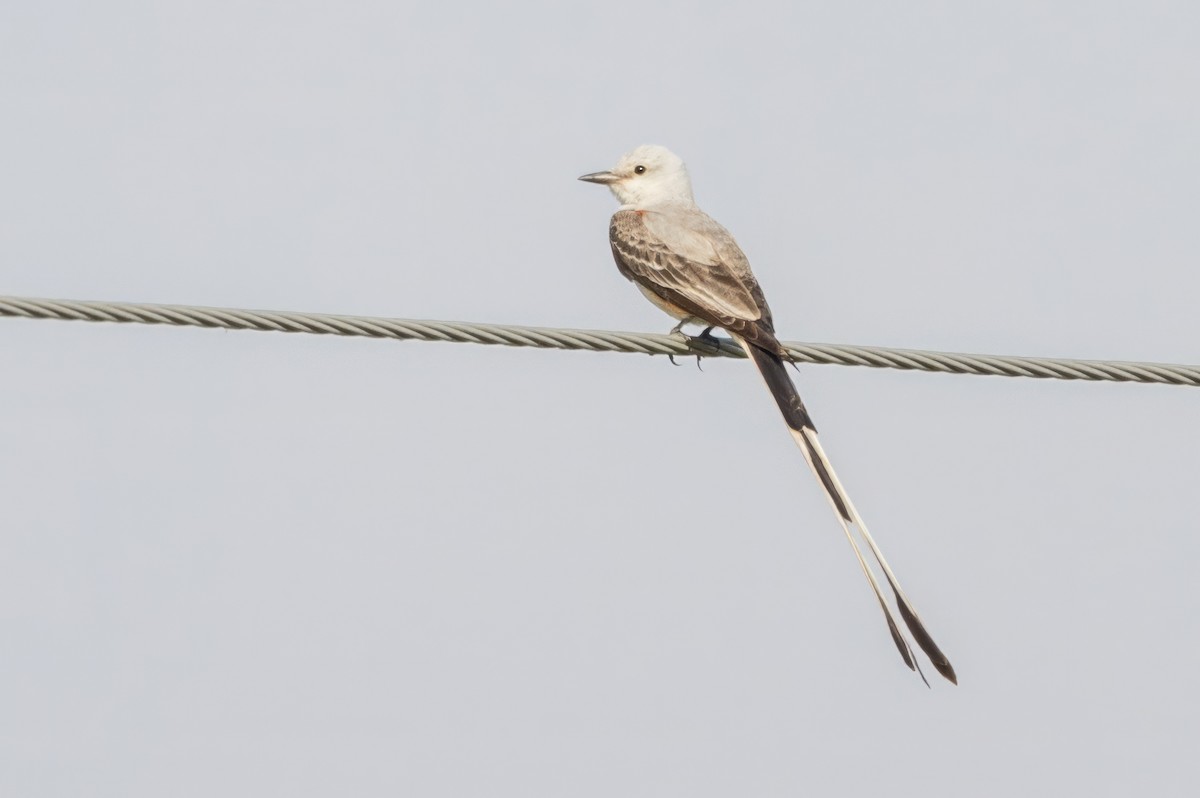 Scissor-tailed Flycatcher - ML620709173