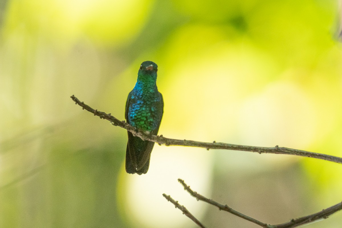 Blue-chinned Sapphire - ML620709187