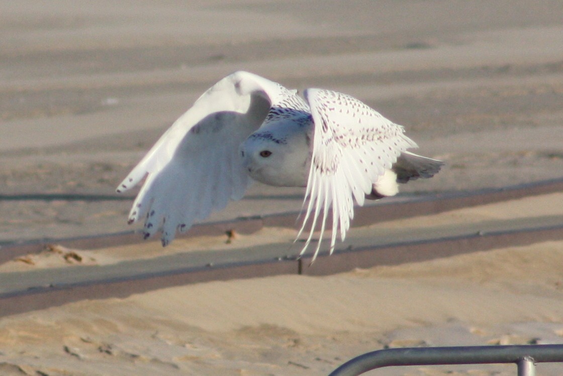 Snowy Owl - ML620709189