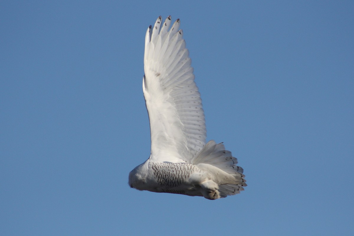 Snowy Owl - ML620709191