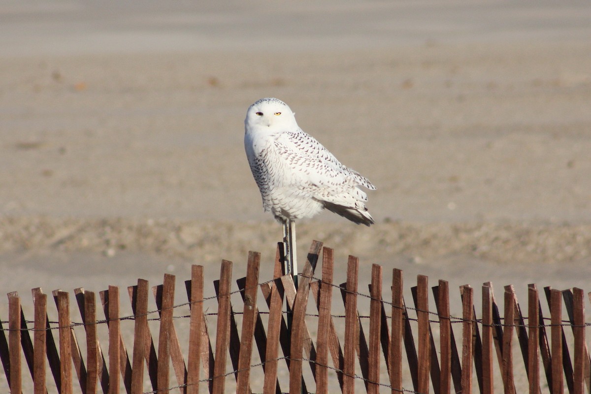 Snowy Owl - ML620709204