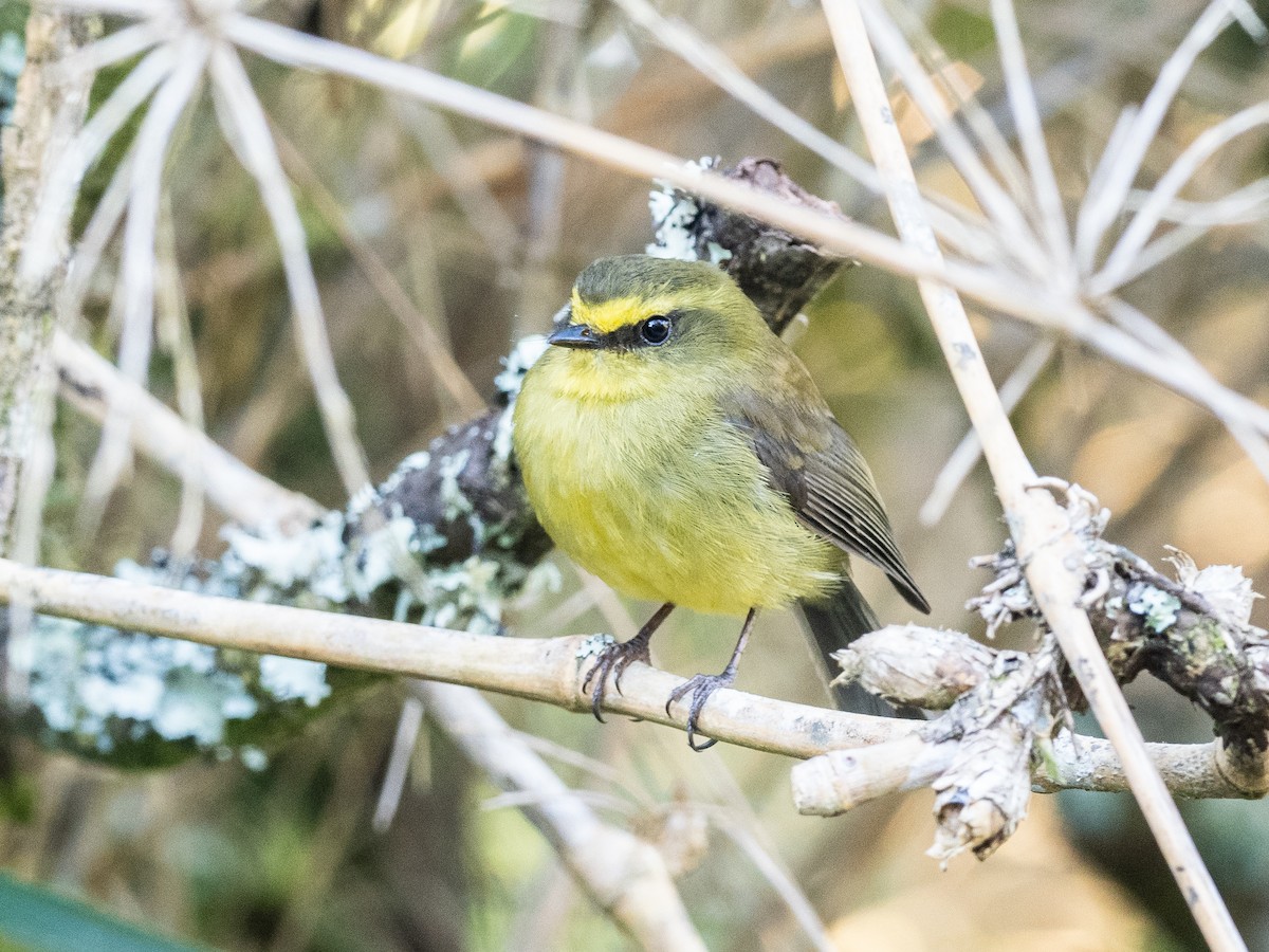 Yellow-bellied Chat-Tyrant - ML620709207