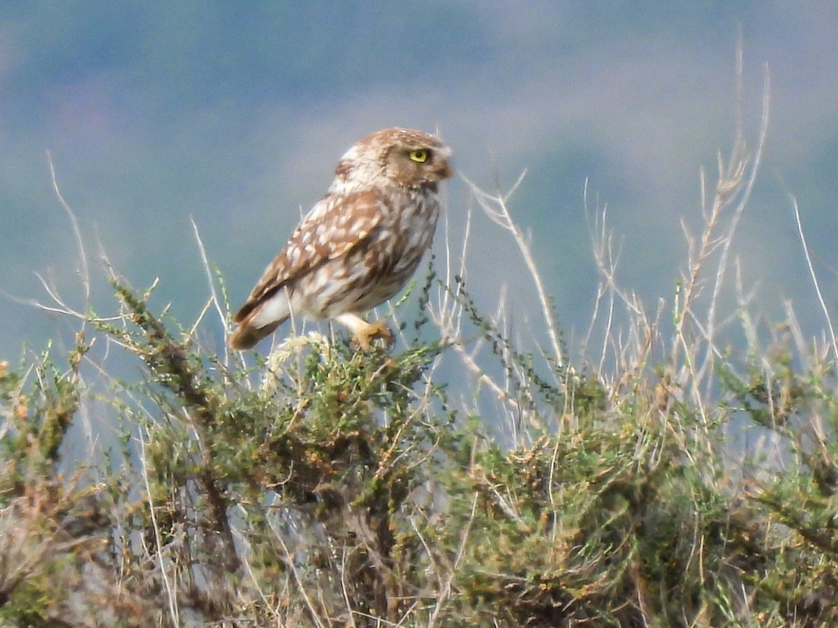 Little Owl - ML620709215