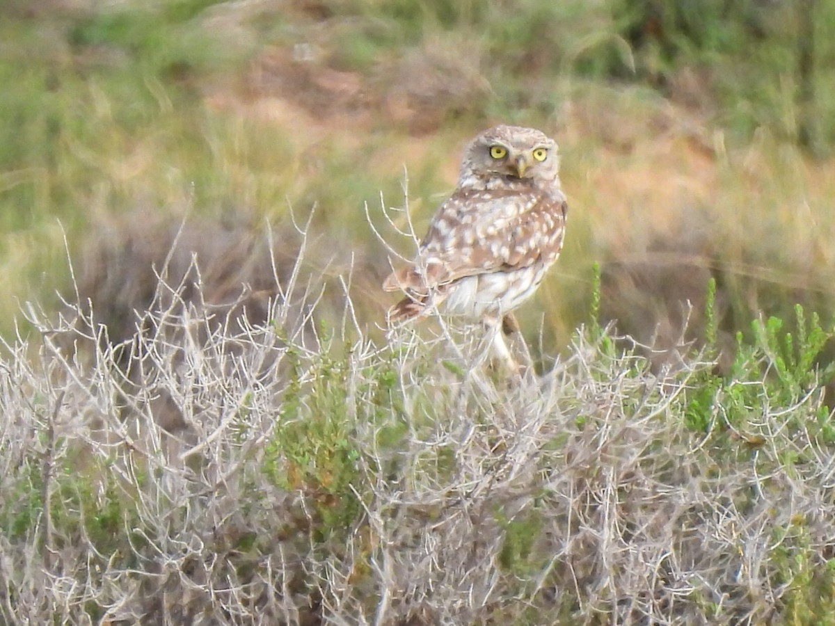 Mochuelo Europeo - ML620709217