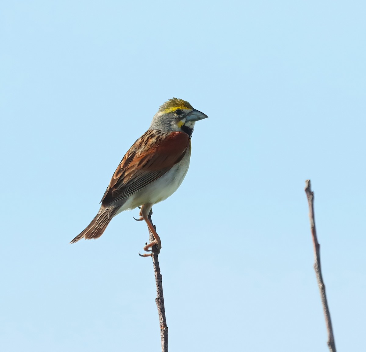 Dickcissel - ML620709218