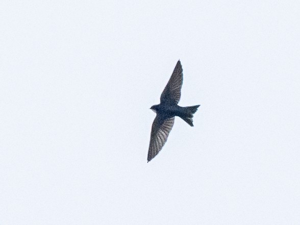 Brown-bellied Swallow - ML620709219