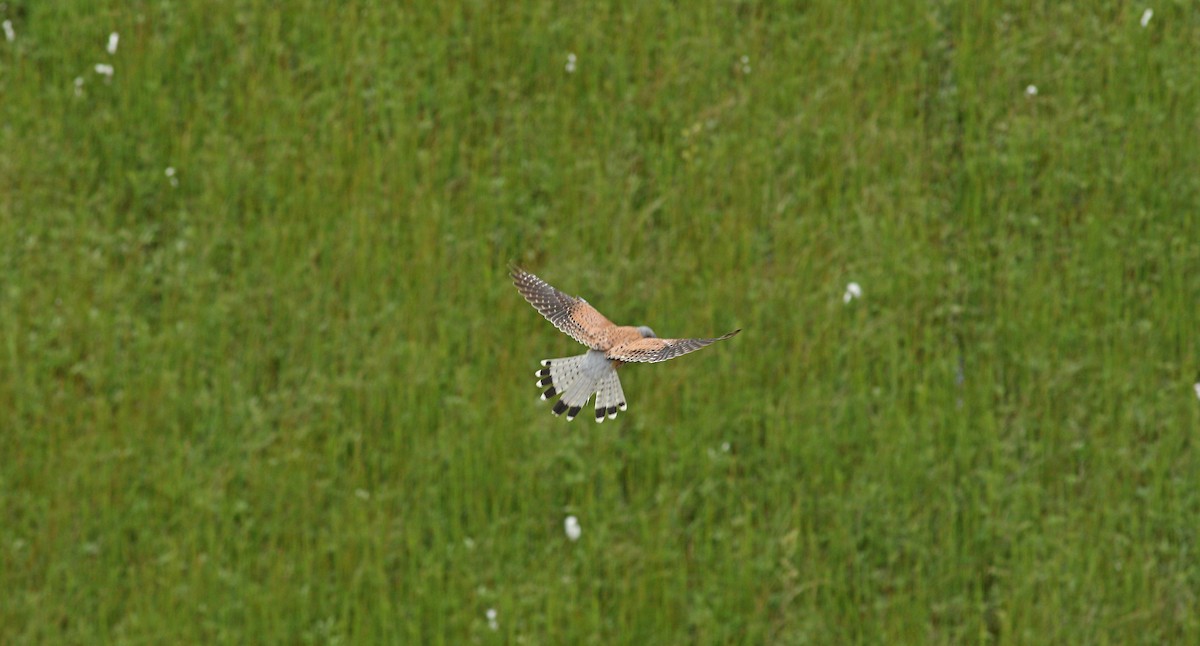 Eurasian Kestrel - ML620709220