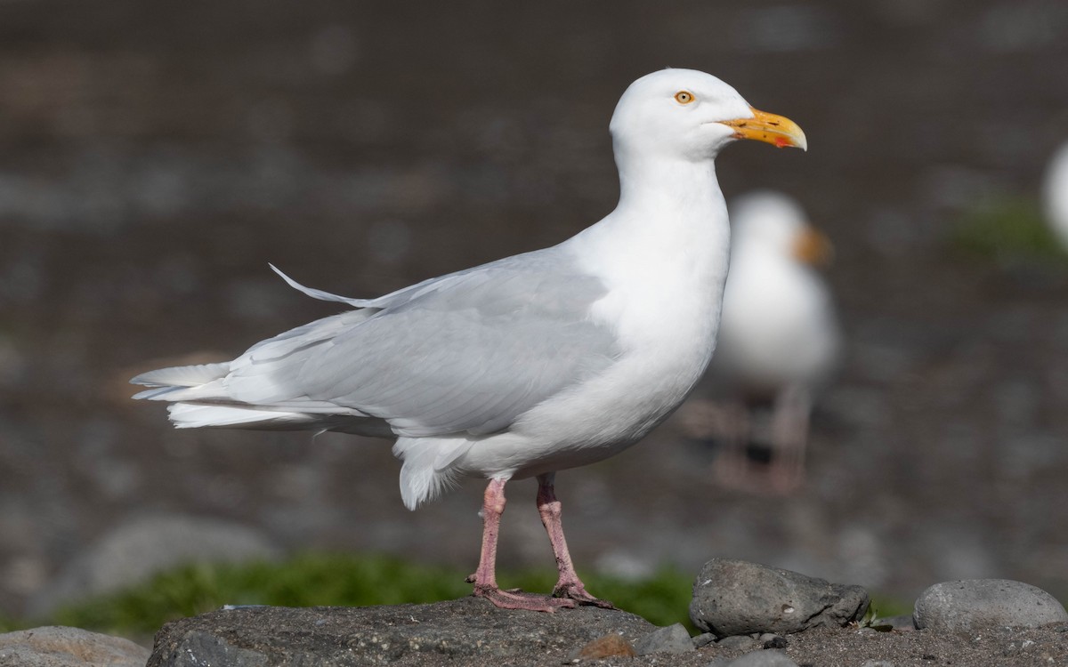 Glaucous Gull - ML620709221