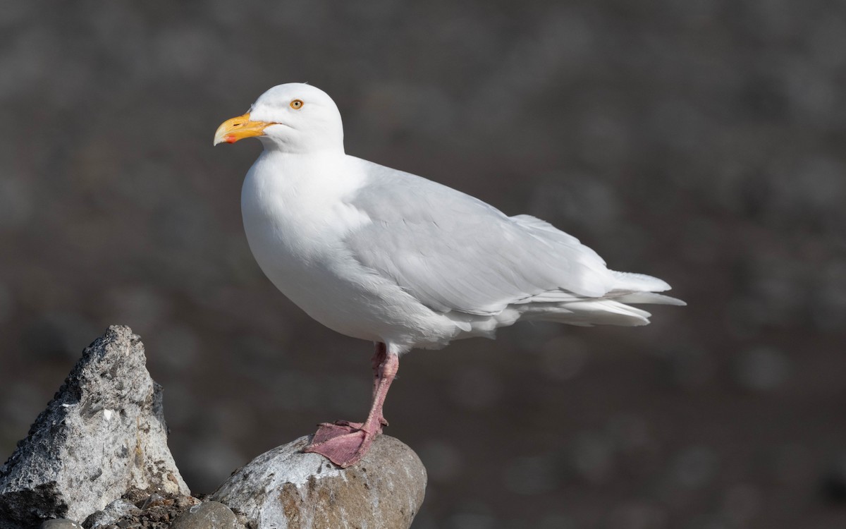 Glaucous Gull - ML620709223