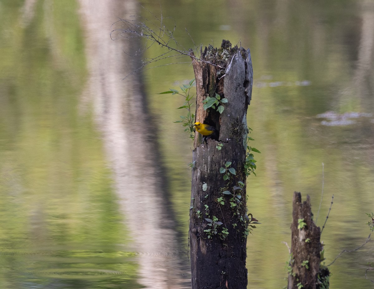 Prothonotary Warbler - ML620709224