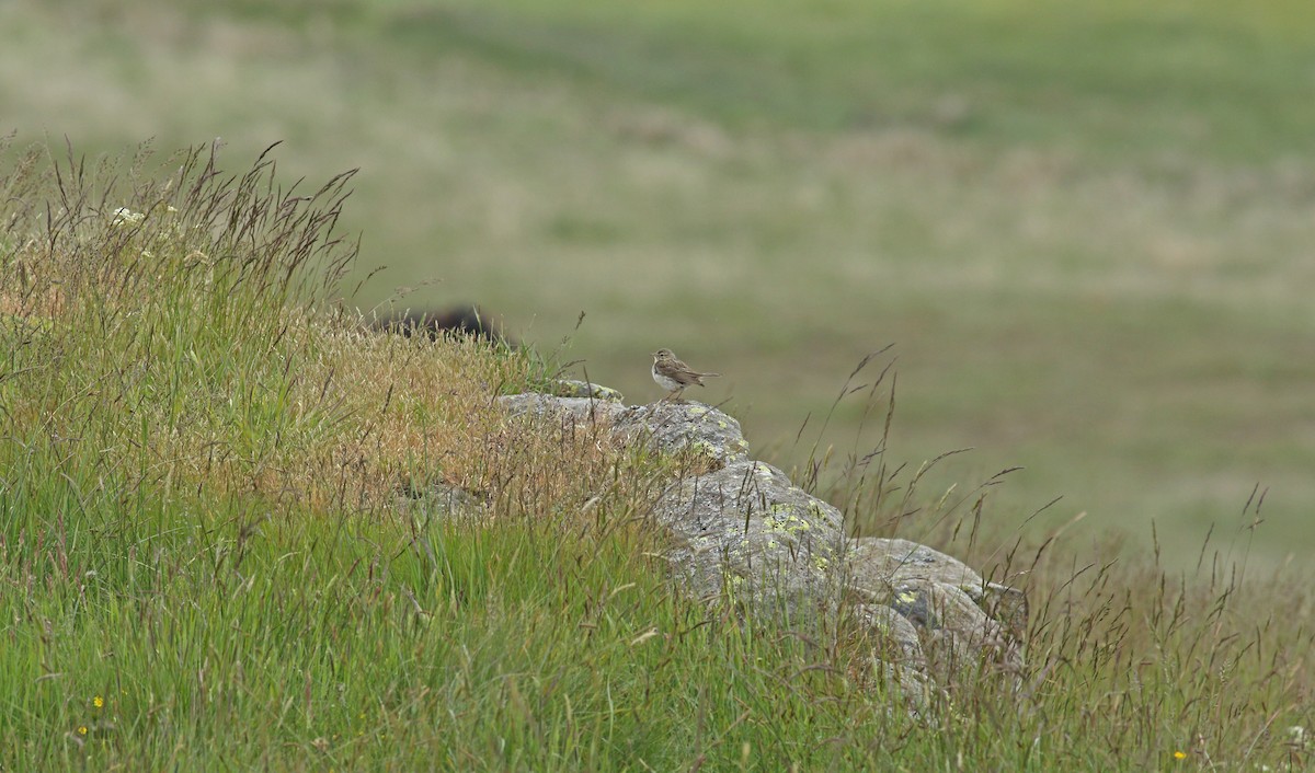 Meadow Pipit - ML620709228