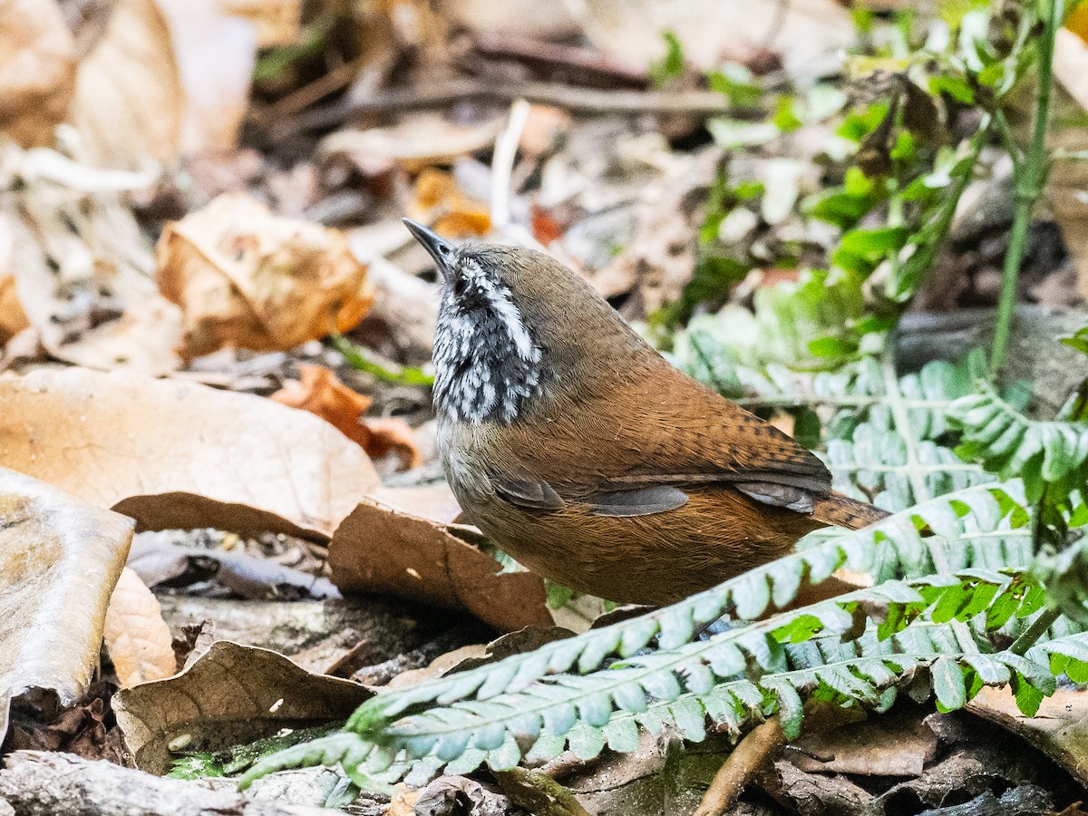 Hermit Wood-Wren - ML620709232