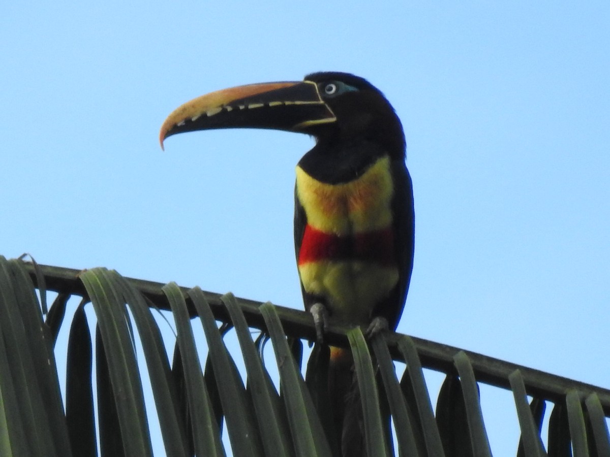 Chestnut-eared Aracari - ML620709234