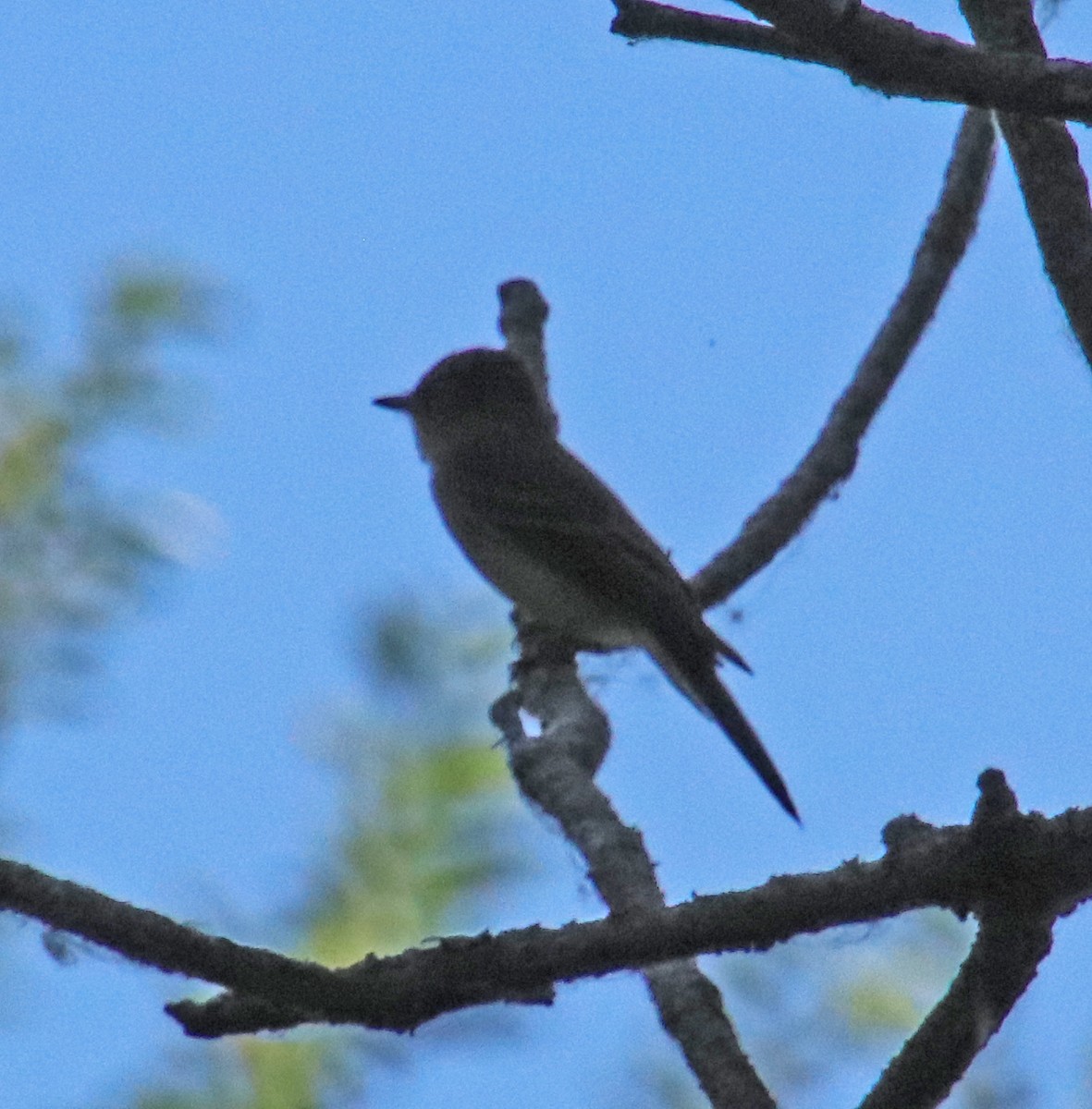 Eastern Wood-Pewee - ML620709236