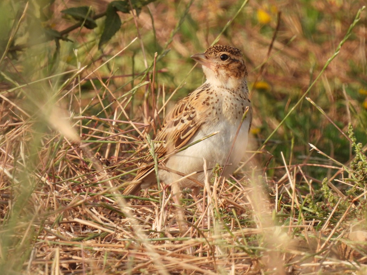 Greater Short-toed Lark - ML620709239