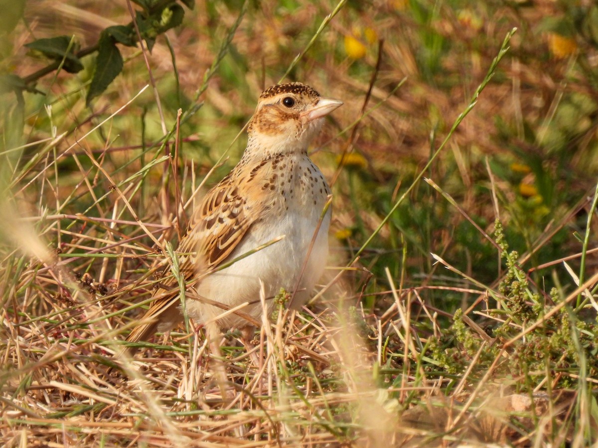 skřivánek krátkoprstý - ML620709240