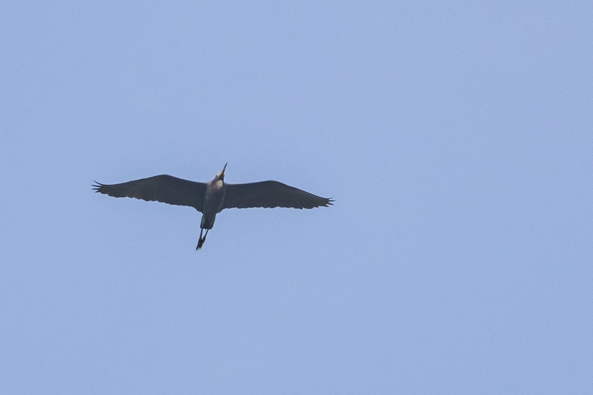 Little Blue Heron - Sandy & Bob Sipe