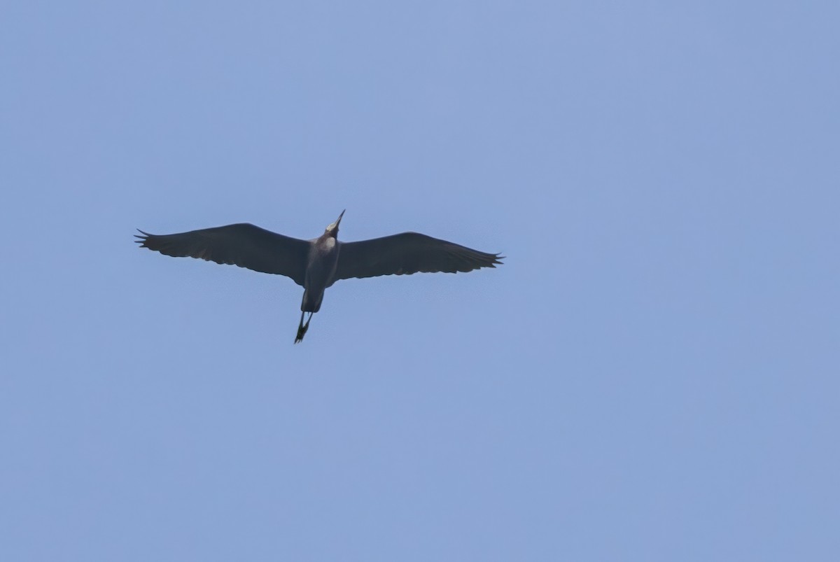 Little Blue Heron - ML620709242