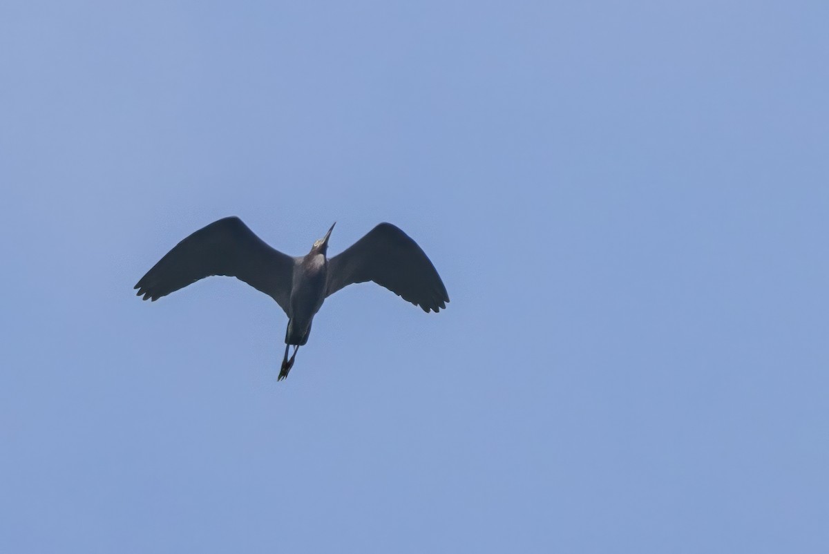 Little Blue Heron - ML620709245