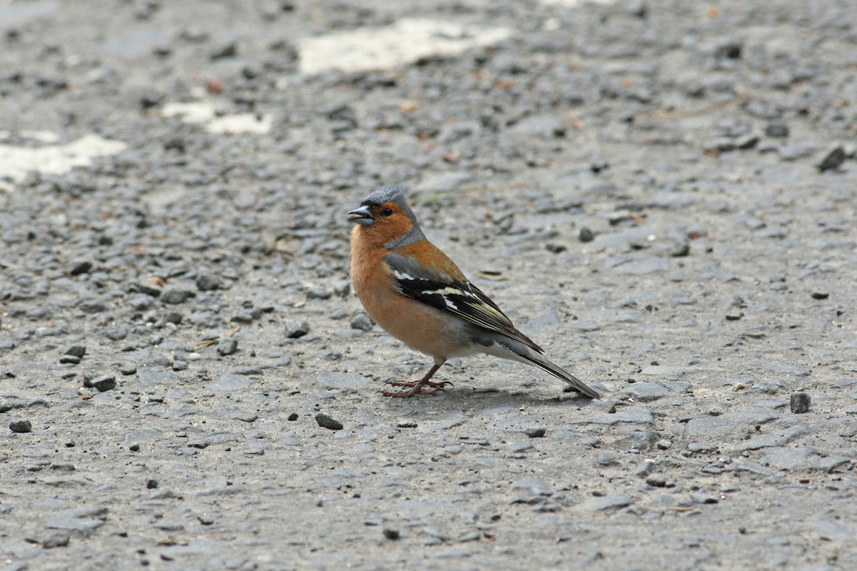 Common Chaffinch - ML620709246