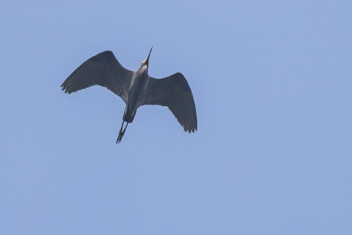 Little Blue Heron - ML620709251