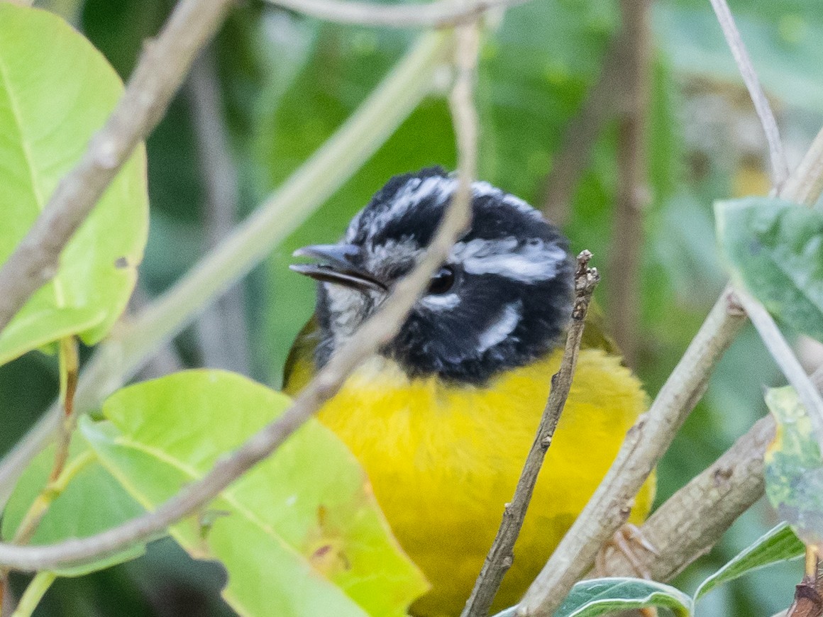 Santa-Marta-Waldsänger - ML620709261