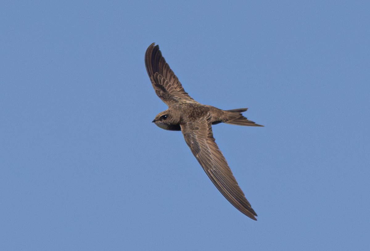 Pallid Swift - ML620709287