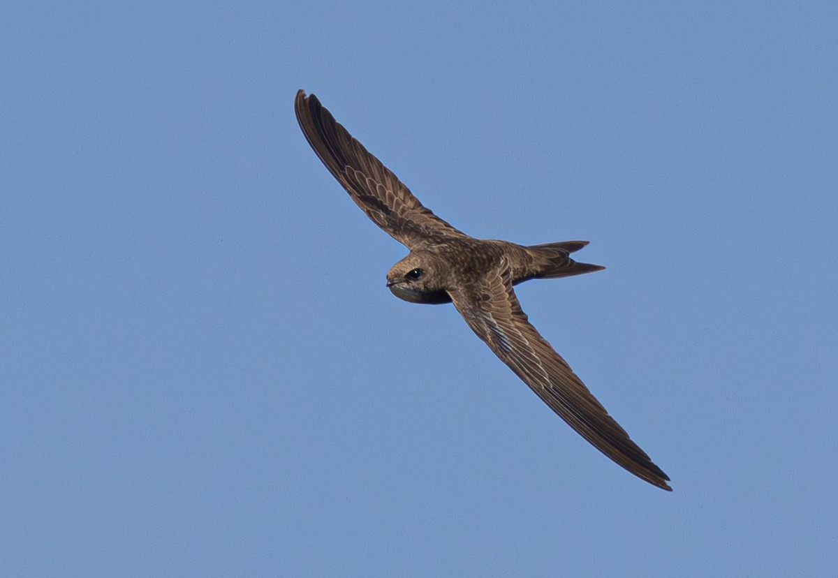 Pallid Swift - ML620709288