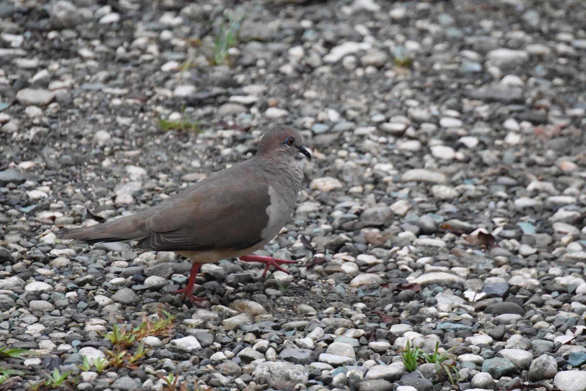 White-tipped Dove - ML620709295