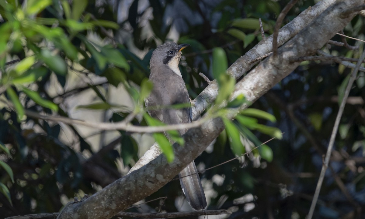 Mangrove Cuckoo - ML620709296